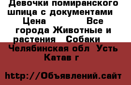 Девочки помиранского шпица с документами › Цена ­ 23 000 - Все города Животные и растения » Собаки   . Челябинская обл.,Усть-Катав г.